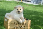 Chow Chow (teef) 45241