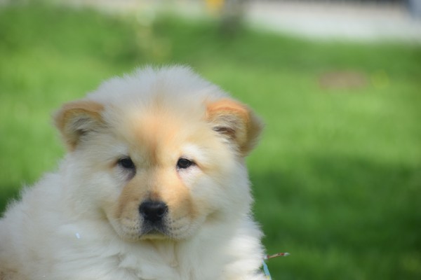 Chow Chow (teef) 45241