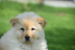 Chow Chow (teef) 45241