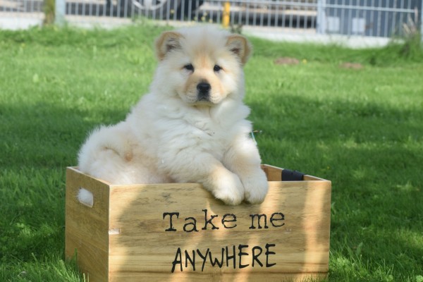 Chow Chow (teef) 45241