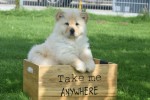 Chow Chow (teef) 45241