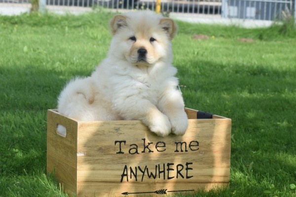 Chow Chow (teef) 45241