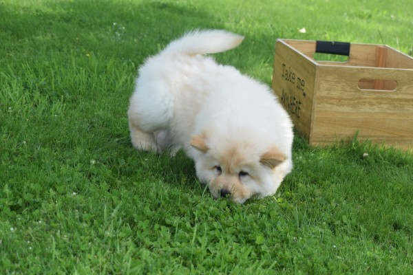 Chow Chow (teef) 45241