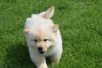 Chow Chow (teef) 45241