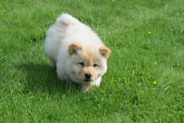Chow Chow (teef) 45241