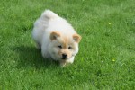 Chow Chow (teef) 45241