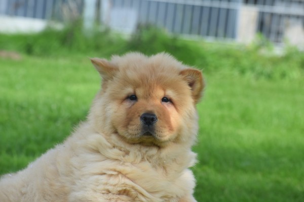 Chow Chow (reu) 51985