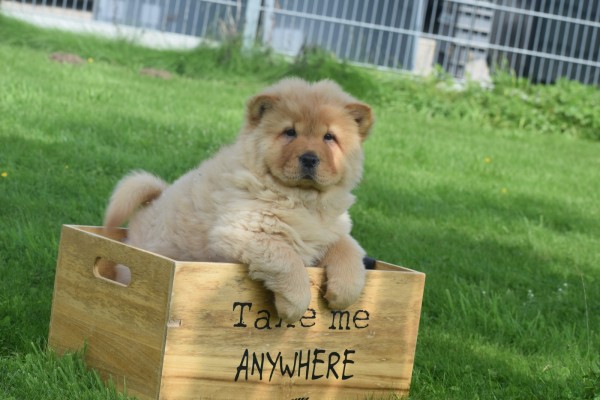 Chow Chow (reu) 51985