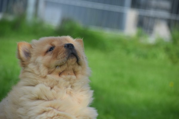 Chow Chow (reu) 51985