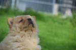 Chow Chow (reu) 51985