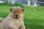 Chow Chow (reu) 51985