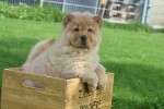 Chow Chow (reu) 51985
