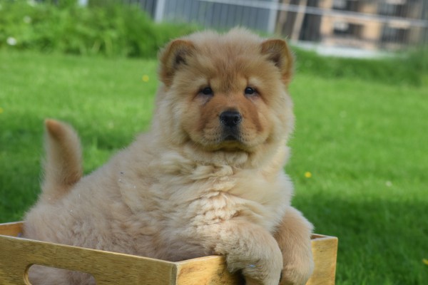 Chow Chow (reu) 51985