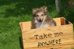 Sheltie (teef) 96639