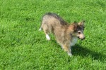 Sheltie (teef) 96639
