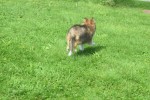 Sheltie (teef) 96639