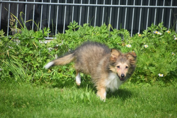 Sheltie (teef) 96639