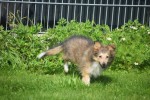 Sheltie (teef) 96639