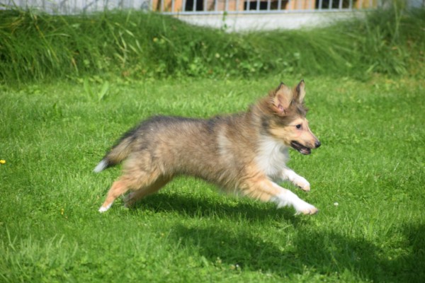 Sheltie (teef) 96639