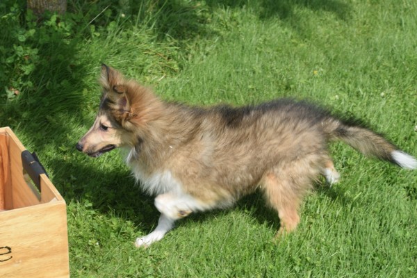 Sheltie (teef) 96639
