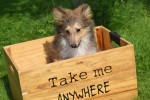 Sheltie (teef) 96639