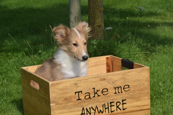 Sheltie (teef) 96630