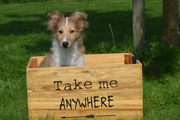 Sheltie (teef) 96630