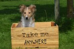 Sheltie (teef) 96630