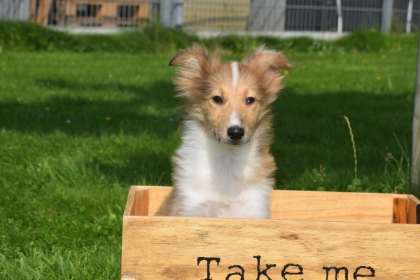 Sheltie (teef) 96630