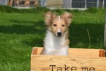 Sheltie (teef) 96630