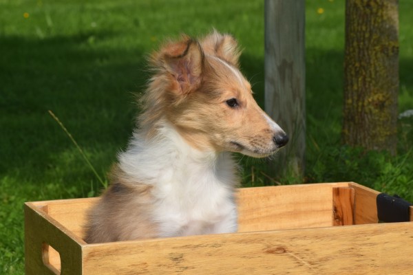 Sheltie (teef) 96630