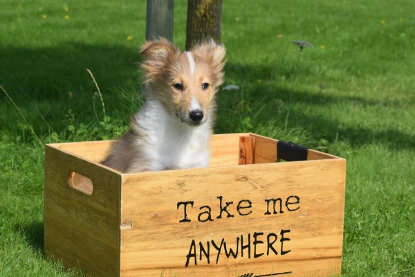 Sheltie (teef) 96630