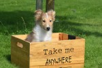 Sheltie (teef) 96630