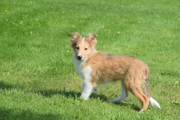 Sheltie (teef) 96630