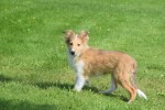Sheltie (teef) 96630