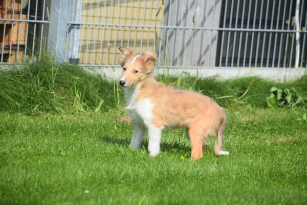 Sheltie (teef) 96630