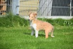 Sheltie (teef) 96630