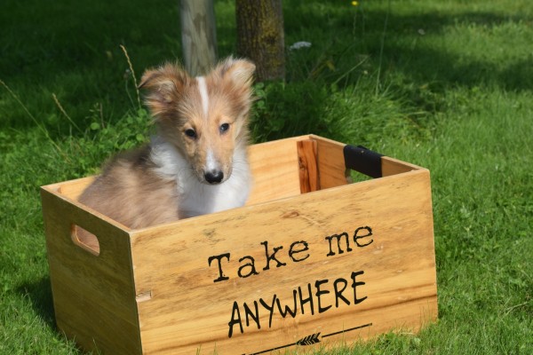 Sheltie (teef) 96630