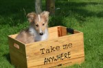 Sheltie (teef) 96630