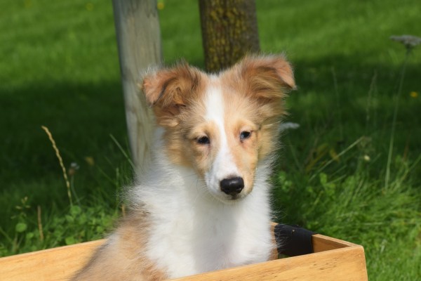 Sheltie (reu) 96625