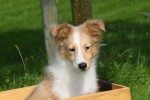Sheltie (reu) 96625