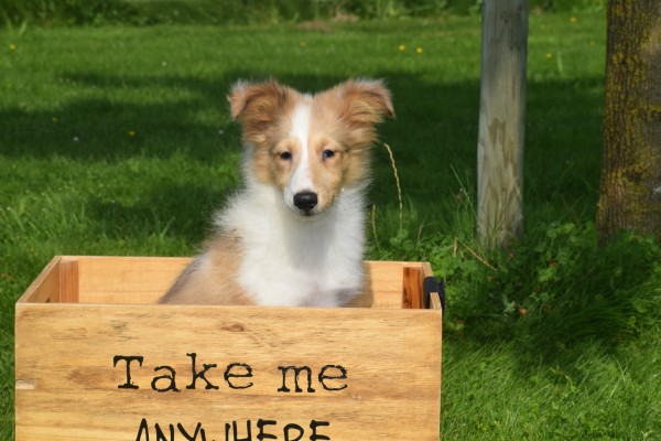 Sheltie (reu) 96625