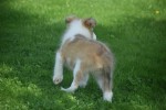 Sheltie (reu) 96625