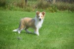 Sheltie (reu) 96625