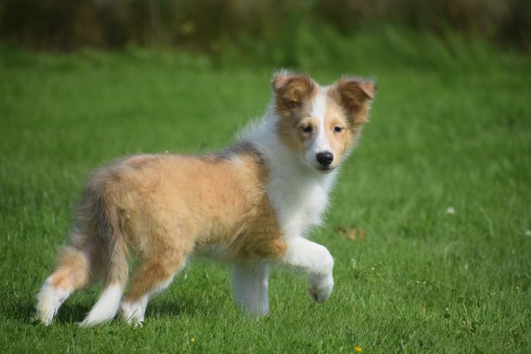 Sheltie (reu) 96625