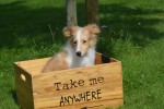 Sheltie (reu) 96625