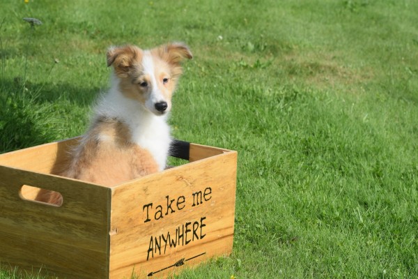 Sheltie (reu) 96625
