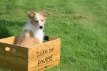 Sheltie (reu) 96625