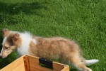 Sheltie (reu) 96625