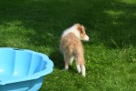 Sheltie (reu) 96625